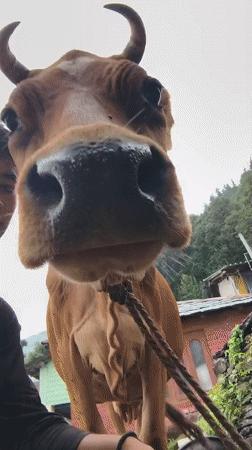 Dogs, cows, and guesthouses in a quiet Himalayan village