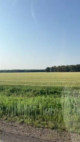 A wide shot shows a golden field of grain under a clear blue sky. A line of trees forms a dark green horizon in the distance. In the foreground, a band of vibrant green grass and foliage lines the edge of the frame. The camera appears to be moving, suggesting the view is from a vehicle. There are no people or animals visible. The lighting indicates it is daytime.
