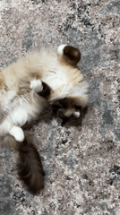 Fluffy cat goes from nap to stroll in Rijswijk home