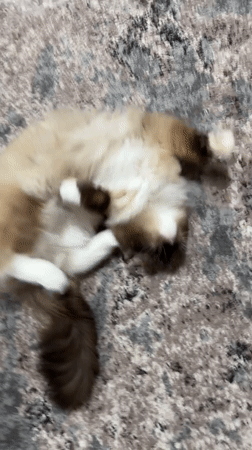 Fluffy cat goes from nap to stroll in Rijswijk home