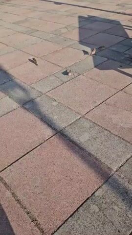 A video displays a ground-level perspective of a paved area. The paving is made up of square tiles, alternating between pinkish-red and gray. Several small brown birds are scattered across the tiles, some appearing to peck at the ground. Shadows of an unseen object, likely a person or structure, are cast diagonally across the scene, indicating sunlight. The overall environment appears to be outdoors, possibly a park or walkway.