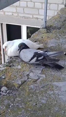 Two pigeons are perched on a rough, moss-covered surface. One pigeon is predominantly white and is resting with its head tucked. The other pigeon has gray and black markings and is looking towards the left. In the background, a white brick wall and a window are visible.