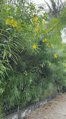 Morning scenes captured in Lhokseumawe: flowers and traditional cookies