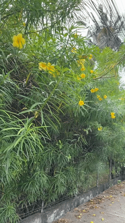 Morning scenes captured in Lhokseumawe: flowers and traditional cookies