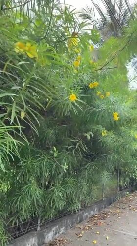 Morning scenes captured in Lhokseumawe: flowers and traditional cookies