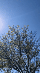 Helicopter spotted flying over Pchelnik, Bulgaria in clear skies