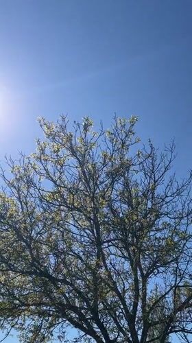 Helicopter spotted flying over Pchelnik, Bulgaria in clear skies