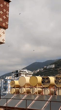 Lazy afternoon with a flower-adorned cat in Alanya