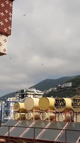 Lazy afternoon with a flower-adorned cat in Alanya