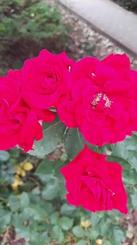 The video displays a close-up view of several vibrant red roses in bloom. The roses are the primary focus, with their petals clearly visible and detailed. Lush green leaves surround the flowers, suggesting they are part of a garden or natural setting. The background is slightly blurred, indicating a shallow depth of field, but it appears to be more greenery and possibly some natural ground cover. No people or animals are visible in the frame. The lighting suggests it is daytime, with soft natural light illuminating the flowers. The camera appears to be held steadily, with no significant movement or shaky camera work.