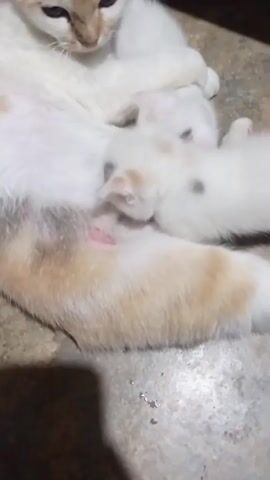 A mother cat is lying on a textured surface, possibly concrete or tile. She has white fur with patches of orange and brown. Several tiny kittens, mostly white with some dark markings on their faces and bodies, are gathered around her belly, nursing. One kitten is prominently in focus, its head tucked under the mother cat's fur as it feeds. The mother cat's eyes are partially open, and she appears calm. The overall impression is one of a maternal scene.