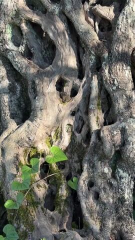 The video shows an old olive tree.  The camera starts close to the thick, gnarled trunk, then pans upward to show the whole tree against a clear blue sky. The tree has a distinctive twisted and hollowed-out trunk with light gray bark covered in moss. Small green plants grow near the base of the trunk. The tree is in a grassy field, behind a chain-link fence.  In the background, there are other olive trees, a building, and a few parked cars.