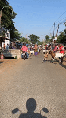 Goats led by hand along a rural dirt road in Plosojenar