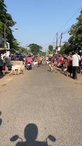 The video shows a street scene with several goats being led by people. The goats are of various colors, including white, brown, and spotted. Some people are holding the goats by leashes or ropes, while others are standing nearby. There are also motorcycles and a few market stalls or shops visible along the sides of the street. The scene appears to be outdoors, with a clear blue sky overhead. The overall atmosphere seems to be that of a local market or gathering where goats are being bought or sold.