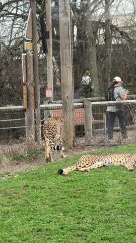 The video shows two cheetahs in an enclosure at a zoo. One cheetah is lying down on the grass while the other is walking around. There are people standing behind a fence watching the cheetahs. The enclosure has a fence, trees, and some rocks. The weather appears to be overcast.