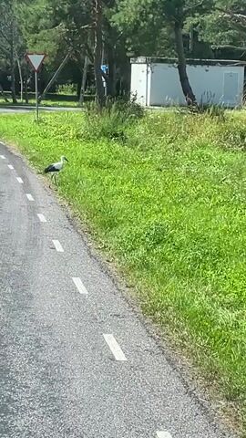 A white stork with black wing markings walks along a grassy roadside. The stork is facing left and appears to be foraging in the grass. The roadside is paved with asphalt and has white dashed lines painted on it. In the background, there is a white building, trees, and a triangular road sign. The lighting suggests it is daytime.