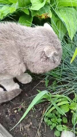 The video shows a close-up of a gray cat with folded ears sniffing the ground and grass in a garden. The cat's body is mostly visible from the back and side, with its head down. The environment is leafy and green, with dark soil and some small plants visible. The lighting suggests an outdoor setting, possibly overcast or shaded. The cat appears to be exploring its surroundings.