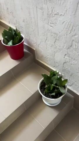 The video shows a staircase with several potted plants on the steps. The staircase is made of beige tiles. On the lower steps, there are two potted plants, one in a red pot and one in a white pot. On the upper steps, there are more potted plants, including a large fig tree in a white pot and a snake plant in a pink pot. The wall beside the staircase is textured and painted a light color. The video pans up the staircase, showing the arrangement of the plants.