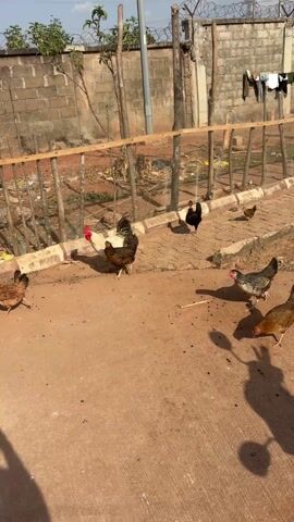 The scene appears to be an outdoor space, likely a yard or a pathway adjacent to a building. There are several chickens and chicks of varying colors (white, brown, black) freely roaming on a reddish-brown concrete surface. Some of the chickens are near a low wooden fence, which separates them from a more cluttered area containing debris and some vegetation. A brick wall topped with barbed wire serves as a backdrop. Clothes are hanging on a line attached to the wall. The light suggests it is daytime with shadows cast by the chickens, the person filming, and other objects. A red motorcycle is partially visible on the right side of the frame towards the end. The overall environment seems somewhat rural or semi-urban.