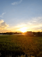 Rural rice fields documented in morning sunlight near Lhokseumawe