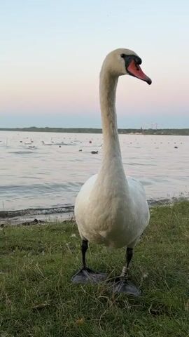 A swan stands on grassy ground near the edge of a body of water. The swan is white with a long neck and a pink beak. The water is rippling, and in the distance, several other swans and buoys are visible. The sky is a soft gradient of pink and blue, suggesting it is either dawn or dusk.