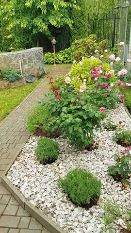 This is a video of a beautiful, well-maintained garden in Zhavoronki, Russia. The scene is dominated by a variety of flowering plants, primarily roses in shades of pink and white, interspersed with lush green foliage and neatly trimmed bushes. A winding path made of gray pavers leads the viewer through the garden. The ground is covered with white gravel, which provides a striking contrast to the vibrant colors of the flowers and plants.

In the foreground, two round, dense green bushes, possibly lavender or a similar herb, add texture and shape. Behind them, a rose bush is in full bloom, with delicate pink and white roses attracting attention. To the right of this central rose bush, another smaller rose plant with lighter pink blooms is visible. Further back, a rhododendron bush with bright pink and yellow flowers adds another burst of color.

The garden appears to be situated in a private residential area, suggested by the stone wall and garden lamp visible in the background, as well as a fence and glimpses of a building. A weeping conifer tree with long, pendulous branches is a prominent feature on the right side of the frame, its delicate green needles creating a cascading effect. The overall impression is one of tranquility and natural beauty, suggesting a peaceful and serene atmosphere. The lighting suggests it is daytime, possibly late morning or early afternoon, with overcast skies contributing to the soft, diffused light. No people are visible in the video. The focus is entirely on the flora and the meticulous arrangement of the garden.