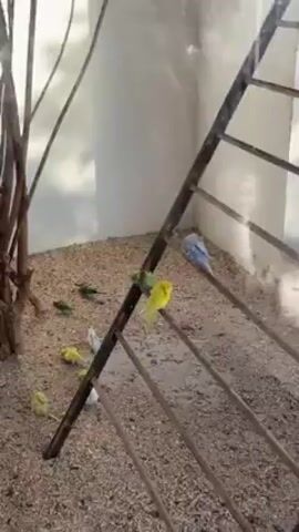 The video shows a flock of budgerigars in an indoor aviary. The aviary has white walls and a base covered in light brown wood shavings. A small, thin tree trunk is in the left portion of the aviary. A wooden ladder is on the right. Budgerigars of varying colors – yellow, blue, green, and white – are scattered around the aviary. Some are on the ground and others are perched on the ladder or tree trunk. There is also a row of perches on the ceiling of the aviary.