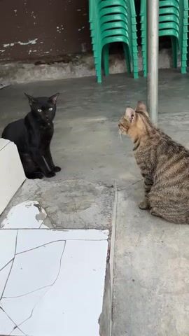 Two cats are sitting on a concrete floor. The cat on the left is black with green eyes. It is sitting next to a white tiled surface that is cracked. The cat on the right is a tabby cat with green eyes. It is facing the black cat. In the background, there are stacks of green plastic chairs and a metal pole. The wall behind the chairs appears to be made of wood and is weathered. The overall environment appears to be an outdoor or semi-outdoor area, possibly a patio or walkway.