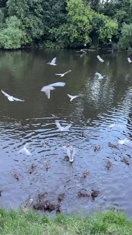 This is a video of a flock of birds, primarily seagulls and ducks, gathered on a calm body of water. The scene is set at the edge of a lake or river, with lush green trees forming a dense backdrop. The water is a dark, reflective color, disturbed by the movement of the birds. Many seagulls are in flight, with their wings outstretched, creating motion blurs in the footage. Several ducks are swimming on the surface, some are diving or dabbling for food, and others are clustered together near the grassy bank. A few birds are captured mid-air, either landing or taking off. The overall atmosphere is one of natural activity and abundance, suggesting a feeding frenzy or a communal gathering. The lighting suggests it could be daytime, possibly late afternoon given the subdued light and reflections. The presence of both seagulls and ducks indicates a freshwater environment. The video provides a glimpse into the daily lives of these birds in their natural habitat.