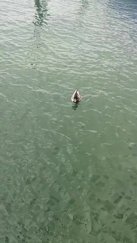 A lone mallard duck floats on rippling, green-toned water.