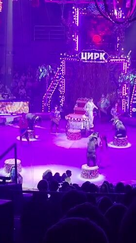 Bears, horses, and trainers performing at Vladivostok circus