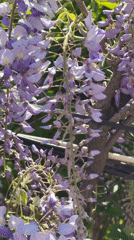 Carpenter bee visits wisteria flowers in Varna, Bulgaria