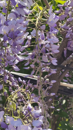 Carpenter bee visits wisteria flowers in Varna, Bulgaria
