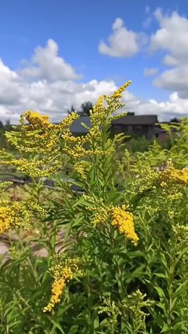 A close-up shot captures a vibrant cluster of goldenrod flowers against a backdrop of a bright blue sky dotted with fluffy white clouds. The sun shines brightly, illuminating the delicate yellow blossoms and lush green leaves of the plant. In the distance, blurred structures and trees suggest an outdoor setting, possibly a field or garden. The camera remains relatively still, allowing the natural beauty of the scene to unfold.