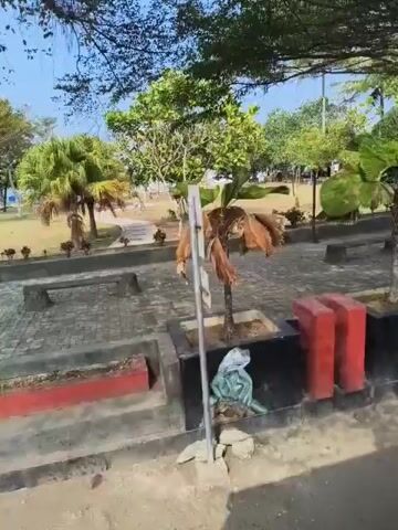 The video shows an outdoor scene with trees, plants, and a paved area. In the foreground, there are planters with red edging and a concrete bench. A sculpture of a bird on a stand is visible to the left. In the middle ground, there's a grassy area with small potted plants and a flagpole with a flag. Beyond that, there are palm trees, some buildings or structures, and a dirt road or path. The sky is blue and clear, suggesting a sunny day. The camera appears to be moving, possibly from a vehicle.
