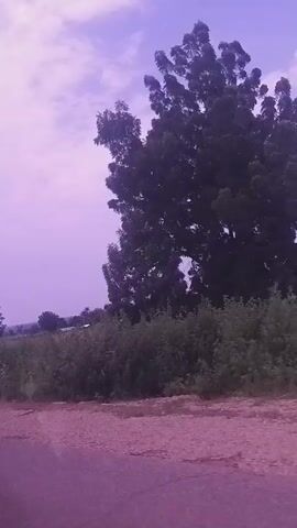 The video appears to be shot from inside a moving vehicle, looking out the window and also at the interior of the car. The initial frames show a landscape with vegetation, a road, and a cloudy sky, with a purplish hue. As the video progresses, the focus shifts to the car's interior, revealing parts of the dashboard, a hand, and the back of a person's head. The exterior view continues to show the passing scenery, including trees and what looks like a truck in the distance. The lighting suggests it might be daytime, possibly overcast. The overall impression is a journey through a rural or semi-rural area, captured from a passenger's perspective.