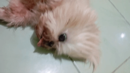Pets napping and chilling around a Balikpapan home
