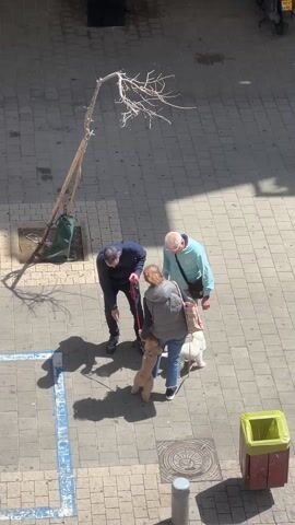 The video shows three people standing on a paved area outdoors, possibly a plaza or sidewalk. Two men and one woman are present. The woman is holding two small dogs on leashes. One dog is white, and the other is a light brown color. One of the men is bending down, appearing to be interacting with the dogs or adjusting a leash. The other man is standing upright and observing. The area is tiled with square paving stones. There is a small, leafless tree supported by wooden braces nearby. A green garbage can sits to the right. The light suggests it is a sunny day, and the shadows of the people and the tree are visible on the pavement.