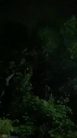 The video shows a nighttime scene of trees with foliage. The lighting is dim, suggesting it is dark outside. The camera appears to be positioned outdoors, possibly in a yard or park. There are no people or discernible objects other than the trees and their leaves. The footage is grainy and slightly shaky, indicating it was likely shot handheld.