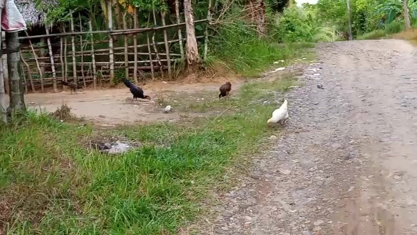 A dirt road curves to the right in a rural area, bordered by lush green grass and trees. Several chickens peck at the ground near a rustic wooden fence. One chicken is white, while others are black and brown. In the background, a simple structure with a thatched roof is visible. The overall impression is one of a peaceful, natural setting.
