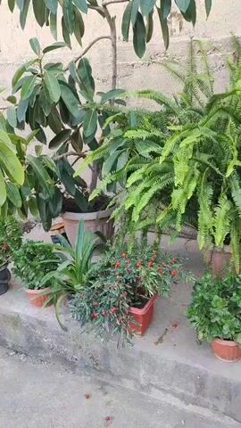 The video shows a collection of potted plants arranged on a concrete ledge against a textured wall. The plants vary in size and type, with some featuring large green leaves, others delicate fronds, and one bearing small red berries. The lighting suggests an outdoor setting, likely a patio or balcony. There are no people or animals visible in the frame. The camera appears to be stationary, with no discernible movement or action taking place.