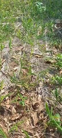 This is a video clip of a ginger plantation in Gidan Jatau, Nigeria. The plantation appears to be healthy and thriving, with lush green ginger plants filling the frame. The plants are arranged in neat rows, and the ground is covered with dry leaves and straw, suggesting a recent harvest or natural mulching.

In the background, a building with red brick walls and windows can be seen, indicating a rural or semi-urban setting. The sunlight suggests it is daytime, and the bright illumination points to clear weather conditions. There are no people visible in the video, and the focus is entirely on the agricultural landscape. The overall impression is one of natural abundance and agricultural productivity. The video is quite short, providing a brief glimpse of the ginger farm.