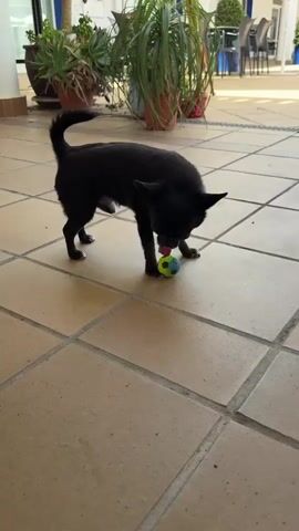 A small black dog is playing with a multi-colored ball on a tan tiled patio. The dog is in various poses as it nudges the ball with its nose and mouth, then lies down with the ball. The background shows potted plants and outdoor furniture.