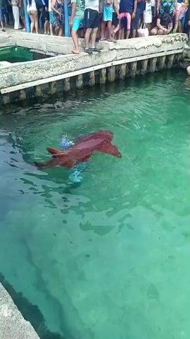 The video shows a person swimming in clear, turquoise water near a dock. A large, reddish-brown shark is also in the water, swimming very close to the person. The shark appears to be a nurse shark. Several people are standing on the dock, watching the interaction. The water is calm, and the sunlight is bright, illuminating the underwater scene. The dock is made of concrete and wood pilings. The people on the dock are dressed in casual clothing, suggesting a warm climate. The person in the water is wearing blue shorts and appears to be interacting with the shark, possibly feeding it or guiding it.