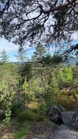 The video captures a scene within a forest. The camera begins behind a large tree with rough bark and thick branches, partly obstructing the view. A path leads through the forest, marked by rocks and vegetation. The foliage is a mix of green trees, bushes, and ground cover, typical of a forest environment. Patches of sunlight filter through the canopy, illuminating areas within the forest.  In the distance, a blue sky with wisps of clouds is visible. The scene suggests a peaceful and natural environment.
