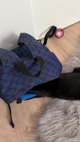 A black cat is partially inside a blue bag with a geometric pattern. The bag is open, and the cat's head and a portion of its body are visible within the opening. The bag is resting on a gray fuzzy rug, which is situated on a wooden floor. In the background, a white wall is visible, and on the floor near the wall is a red and white toy. A person's hand is visible near the top of the bag, appearing to adjust or hold it open. The cat appears to be investigating something inside the bag. There are some plastic items visible inside the bag, possibly bottles or packages.