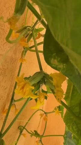 A close-up shot shows a cucumber plant with several small, green cucumbers and yellow flowers. The cucumbers are fuzzy and are attached to the vine along with the flowers. The background is a textured, light orange wall and a green leaf. The video is brief, showing only a few seconds of the plant.