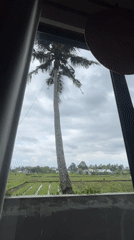 Traditional coconut harvest captured in rural Indonesian village