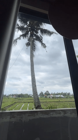 Traditional coconut harvest captured in rural Indonesian village