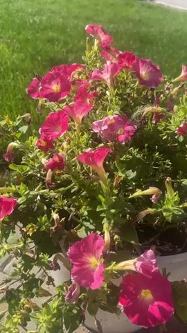 A medium shot video shows a pot of pink petunias. The flowers are in full bloom and the video pans slowly across them. The pot is white and appears to be made of plastic. The background is a lawn and the sun is shining. There are no people or animals visible in the video.
